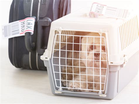 moving abroad with pets